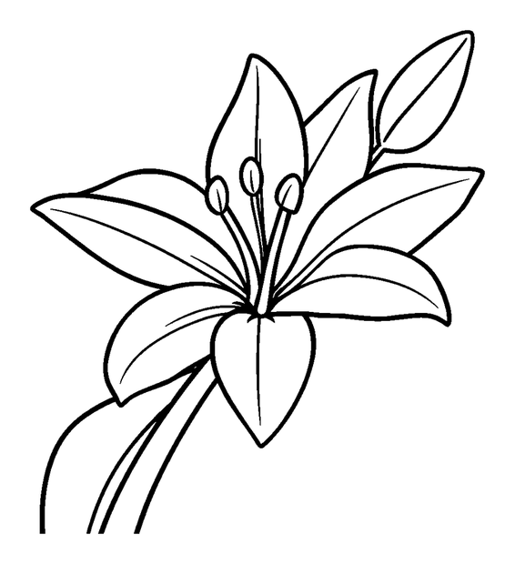 Lily colouring page — free printable for kids