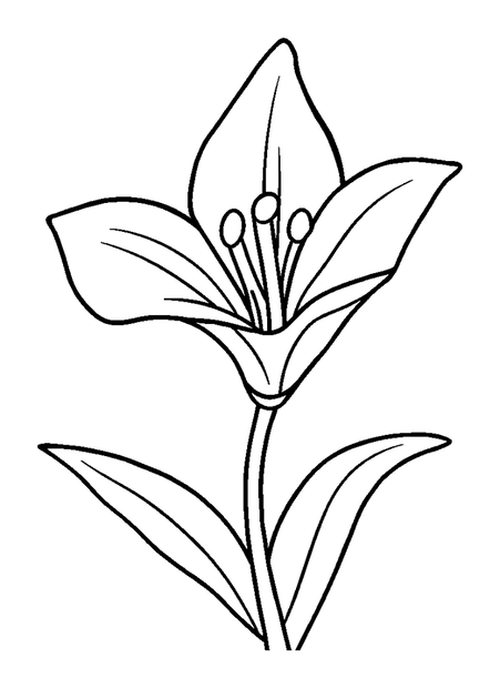 Lily colouring page — free printable for kids