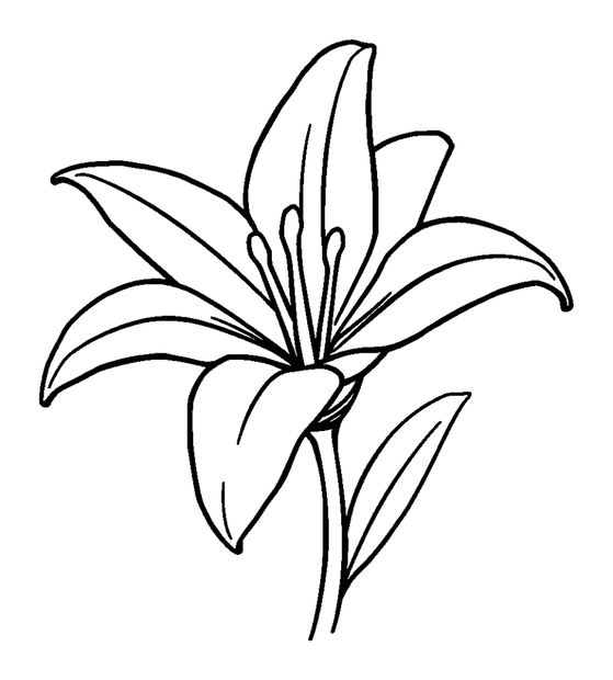 Lily colouring page — free printable for toddlers