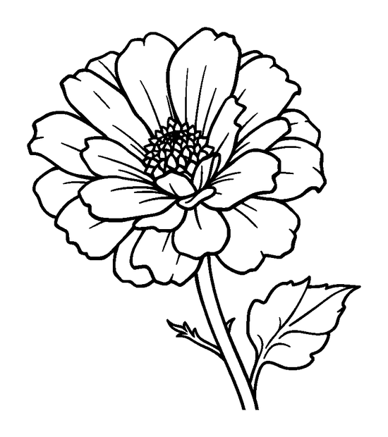Marigold colouring page — free printable for toddlers