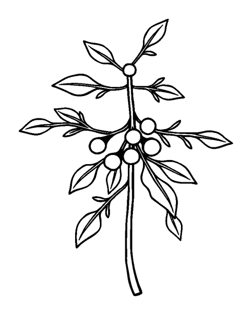 Mistletoe Sprig colouring page — free printable for kids