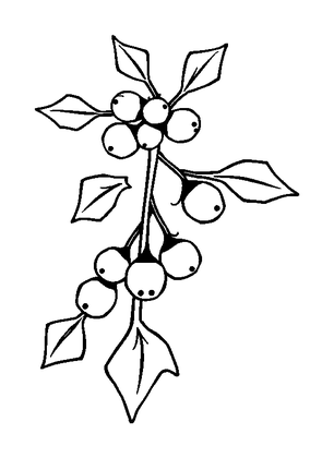 Mistletoe Sprig Colouring Page (Kids, Standard)