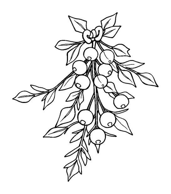 Mistletoe Sprig colouring page — free printable for toddlers