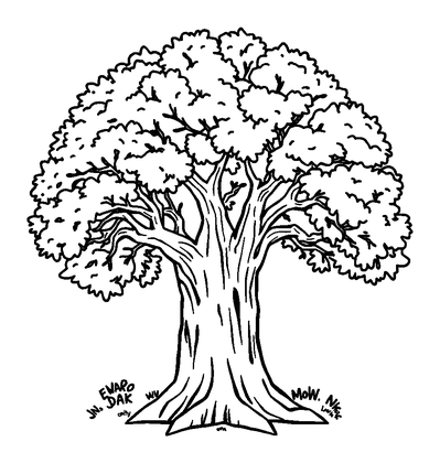Oak Tree Colouring Page (Toddler, Bold & Easy)