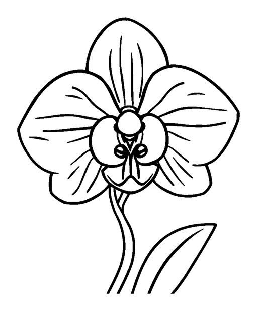 Orchid colouring page — free printable for kids
