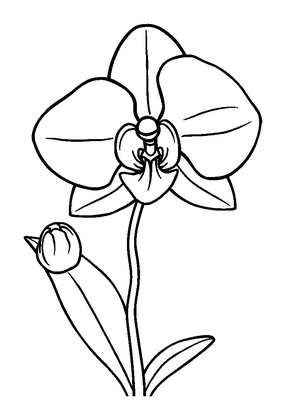 Orchid Colouring Page (Kids, Bold & Easy)