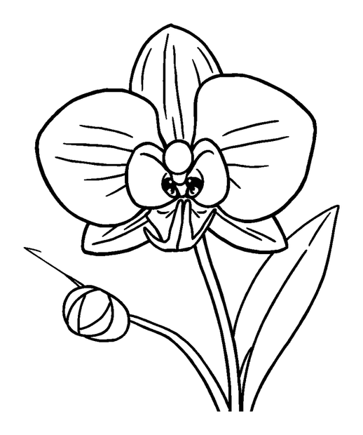 Orchid colouring page — free printable for kids