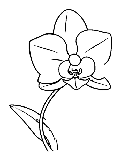 Orchid colouring page — free printable for kids