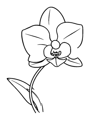 Orchid Colouring Page (Kids, Standard)