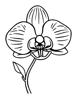 Orchid Colouring Page (Toddler, Bold & Easy)