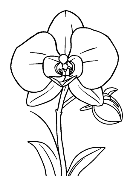 Orchid colouring page — free printable for toddlers