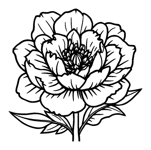Peony colouring page — free printable for kids