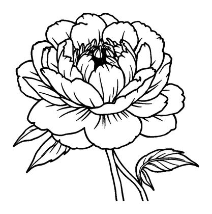 Peony Colouring Page (Toddler, Bold & Easy)