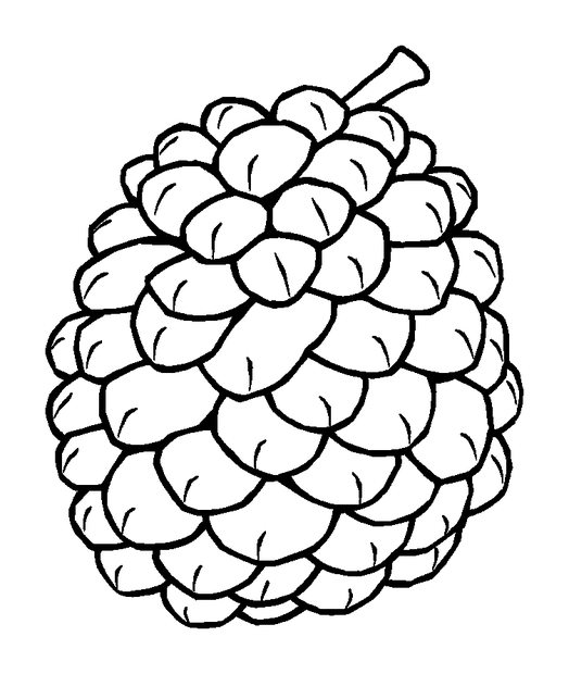 Pinecone colouring page — free printable for toddlers