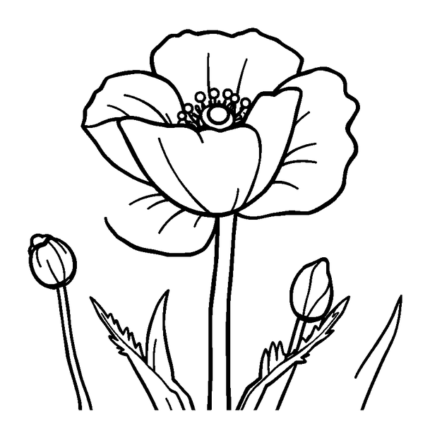 Poppy colouring page — free printable for kids