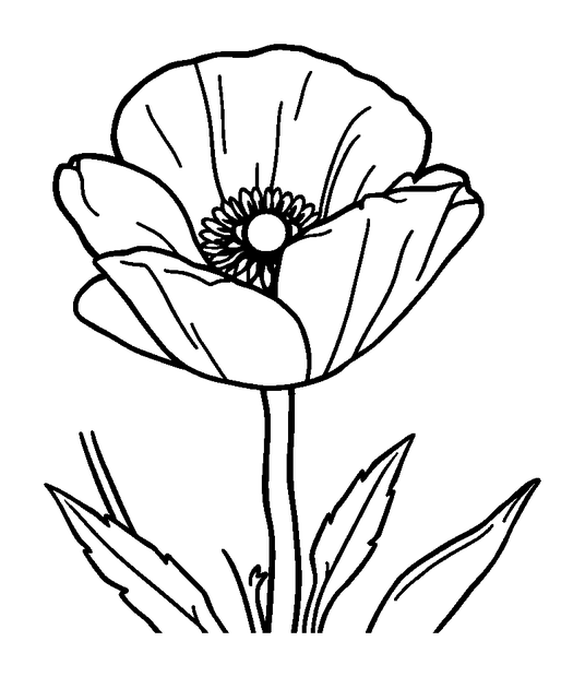 Poppy colouring page — free printable for kids