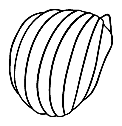 Seashell Colouring Page (Kids, Standard)