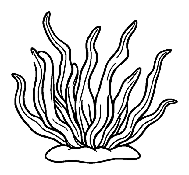 Seaweed Frond colouring page — free printable for kids