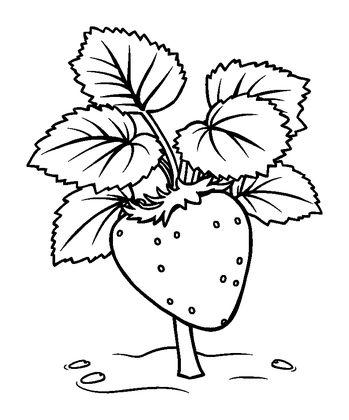 Strawberry Plant Colouring Page (Kids, Standard)