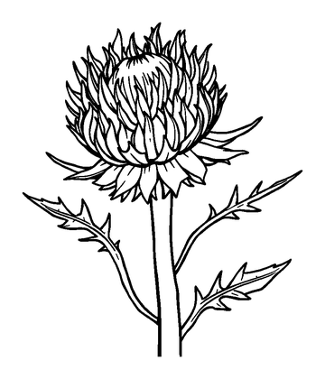 Thistle Colouring Page (Kids, Bold & Easy)