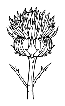 Thistle Colouring Page (Kids, Standard)