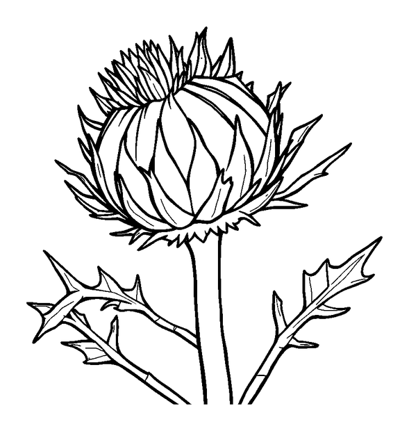 Thistle colouring page — free printable for toddlers