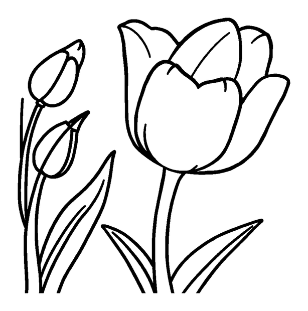 Tulip colouring page — free printable for kids