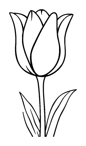 Tulip colouring page — free printable for toddlers