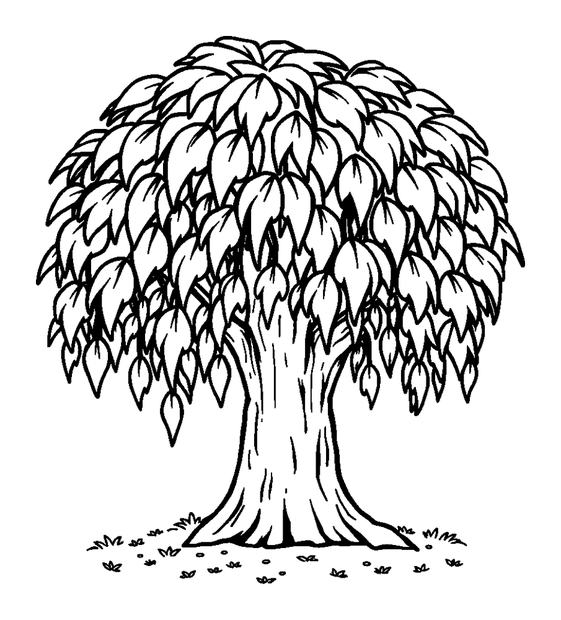 Weeping Willow colouring page — free printable for kids
