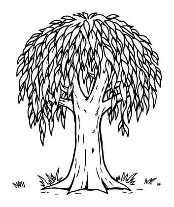 Weeping Willow Colouring Page (Kids, Standard)