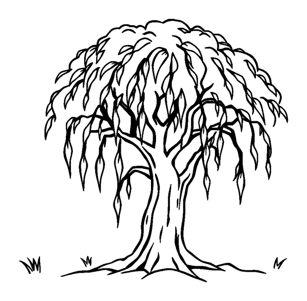 Weeping Willow colouring page — free printable for toddlers