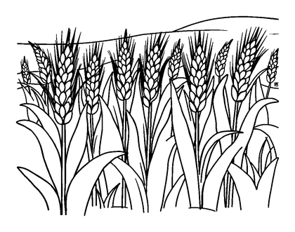Wheat Field Colouring Page (Kids, Bold & Easy)