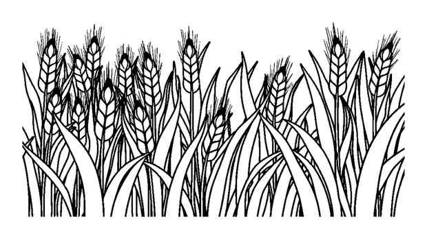 Wheat Field colouring page — free printable for kids