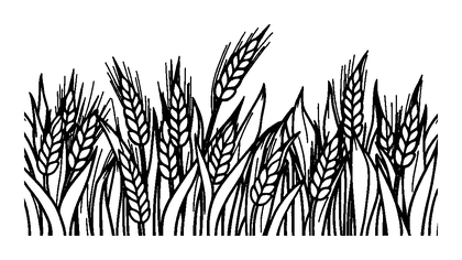 Wheat Field Colouring Page (Kids, Standard)
