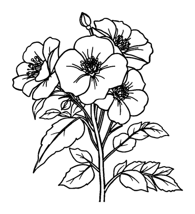 Wild Roses Colouring Page (Kids, Standard)