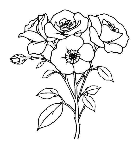 Wild Roses colouring page — free printable for toddlers