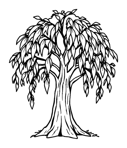 Willow Tree colouring page — free printable for kids