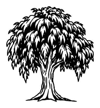 Willow Tree Colouring Page (Toddler, Bold & Easy)