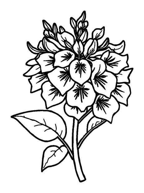 Wisteria colouring page — free printable for kids