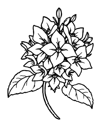 Wisteria Colouring Page (Kids, Standard)