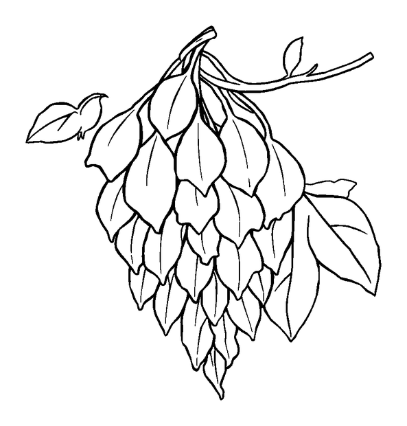 Wisteria colouring page — free printable for toddlers