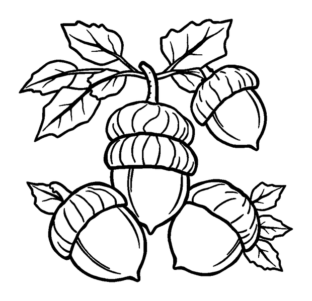 Autumn Acorns colouring page — free printable for kids