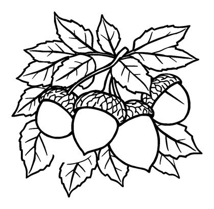Autumn Acorns Colouring Page (Kids, Standard)