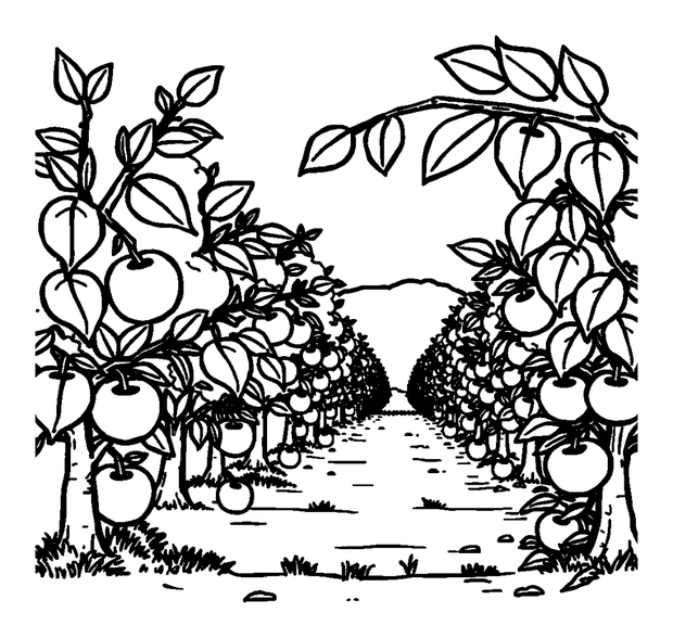 Autumn Apple Orchard colouring page — free printable for kids