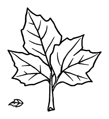 Autumn Leaves Colouring Page (Kids, Standard)