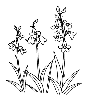 Bluebells Colouring Page (Kids, Bold & Easy)