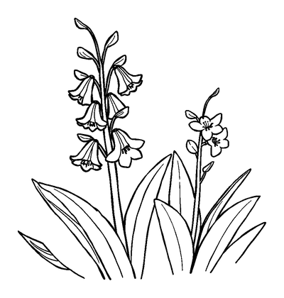 Bluebells Colouring Page (Kids, Standard)