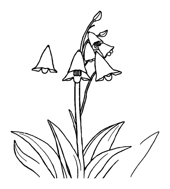 Bluebells colouring page — free printable for toddlers