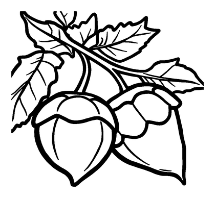 Conkers Colouring Page (Kids, Bold & Easy)