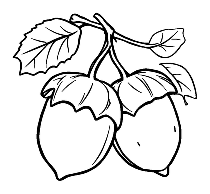 Conkers Colouring Page (Kids, Standard)